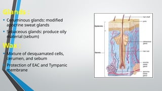 ANATOMY OF THE EXTERNAL EAR.pptx . | PPTX