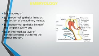 Epitheal Ear ANATOMY OF THE EXTERNAL EAR.pptx . | PPTX