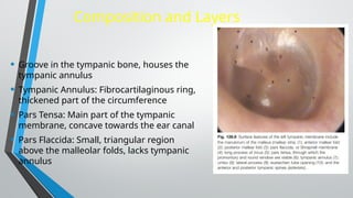 ANATOMY OF THE EXTERNAL EAR.pptx . | PPTX