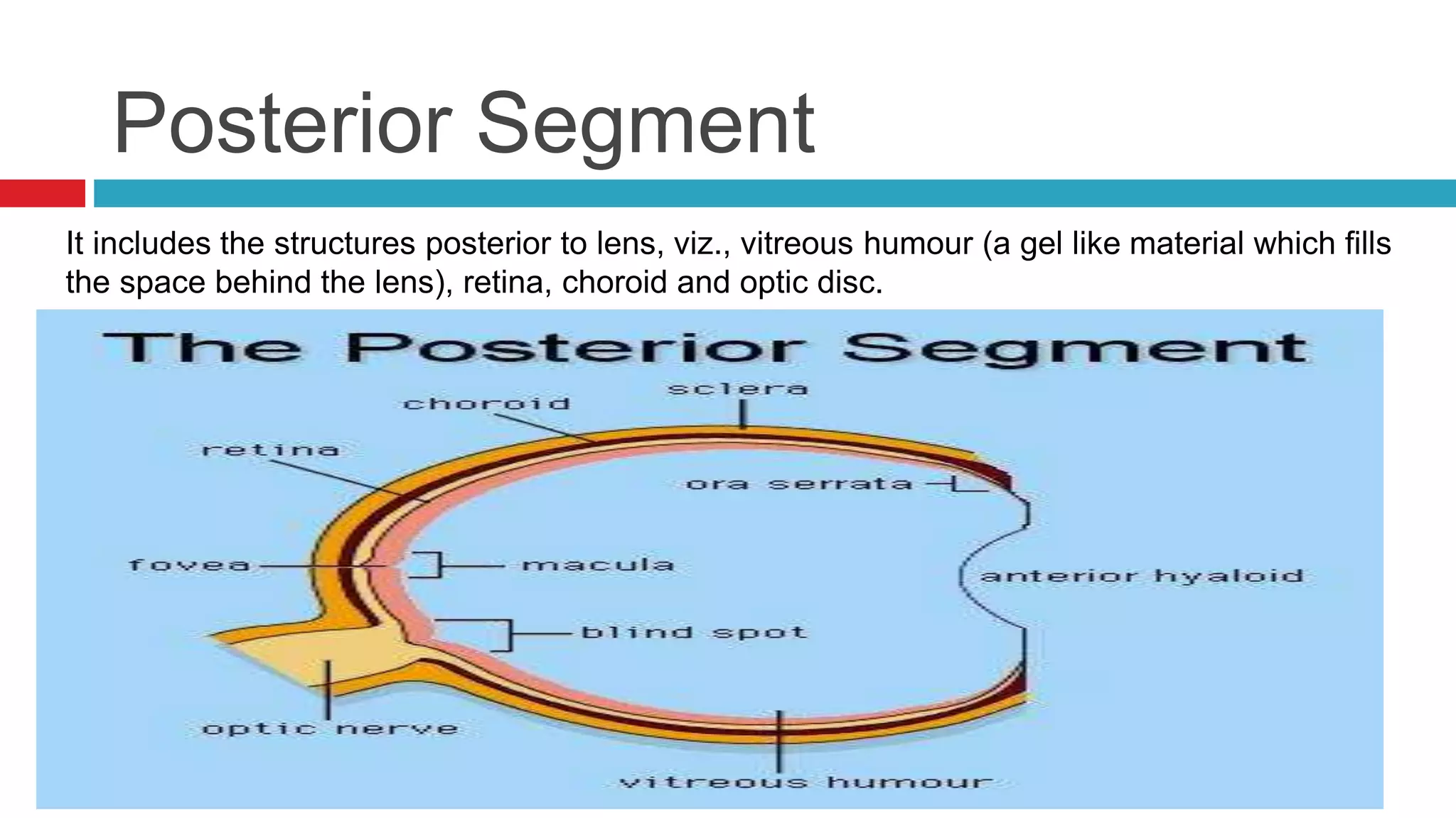 Anatomy of the eye | PPTX