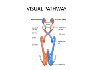 OPHTHALMOLOGY TOPIC ANATOMY OF THE HUMAN EYE.pptx