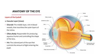 ANATOMY OF THE EYE, description of eyes anatomy | PDF