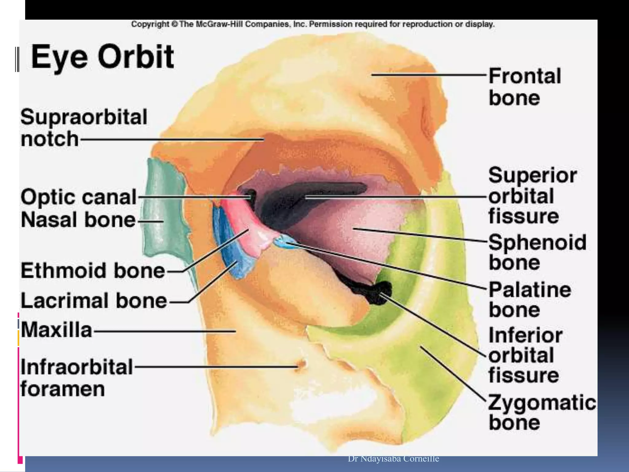 Left Orbital Rim ANATOMY_OF_THE_EYE_AND_ORBITS.ppt