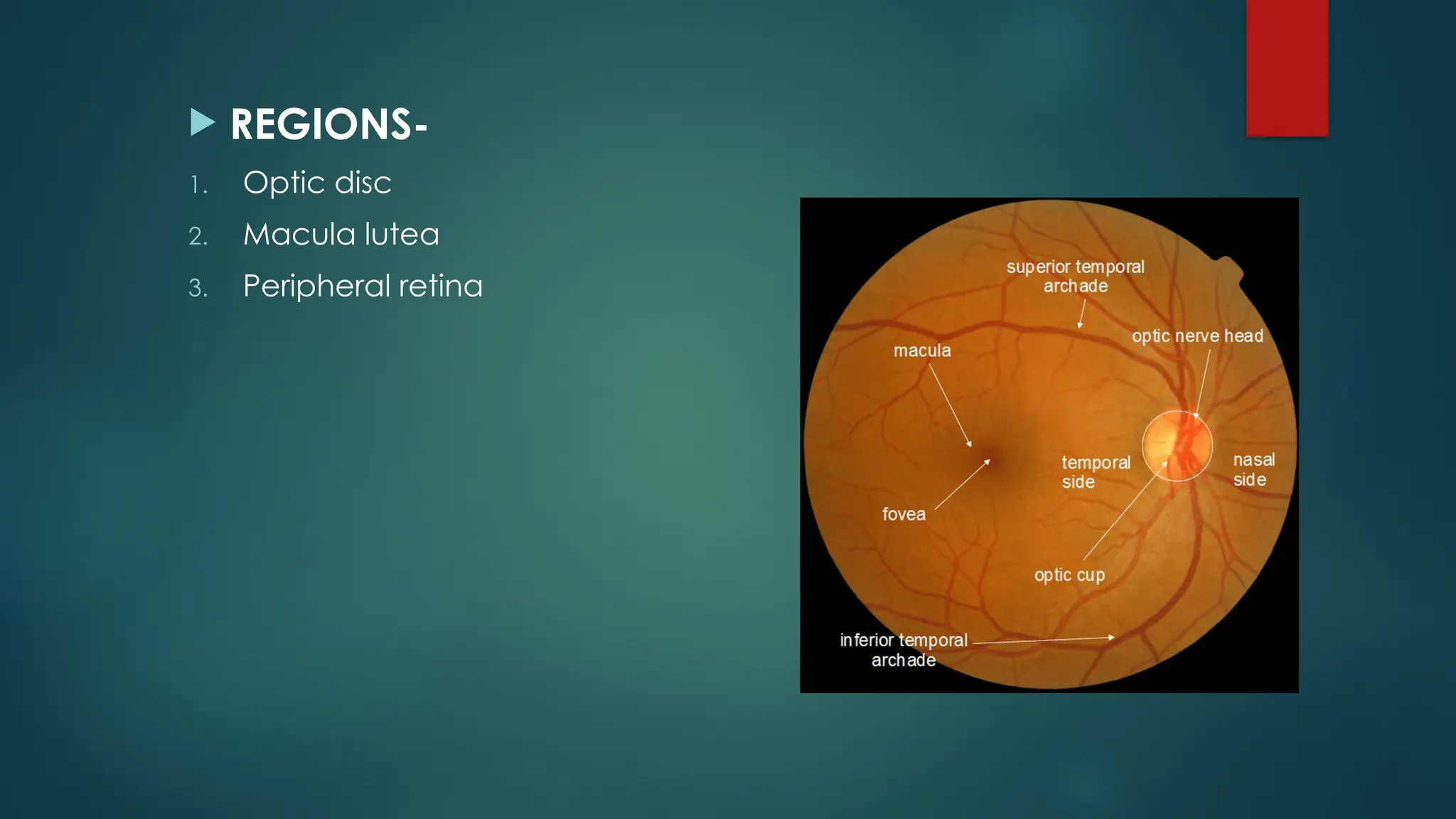  REGIONS-
1. Optic disc
2. Macula lutea
3. Peripheral retina
 