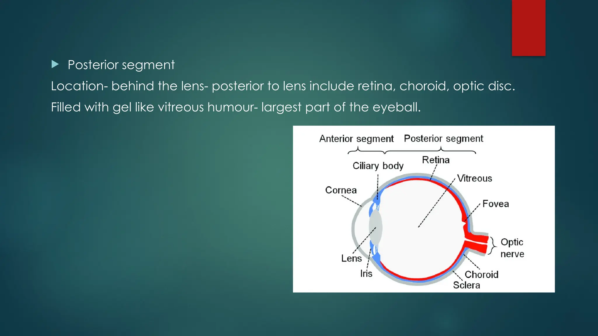  Posterior segment
Location- behind the lens- posterior to lens include retina, choroid, optic disc.
Filled with gel like vitreous humour- largest part of the eyeball.
 
