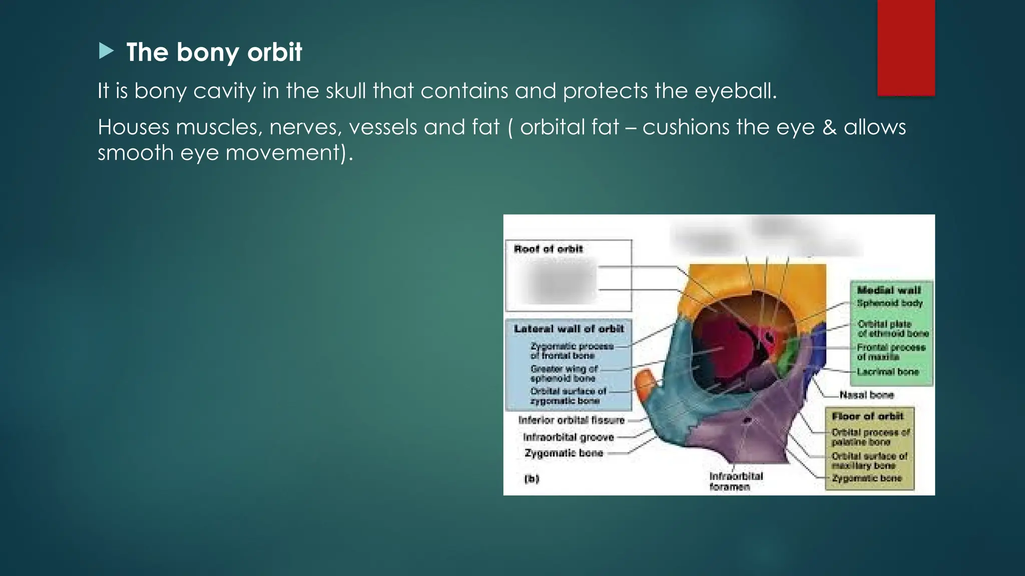  The bony orbit
It is bony cavity in the skull that contains and protects the eyeball.
Houses muscles, nerves, vessels and fat ( orbital fat – cushions the eye & allows
smooth eye movement).
 