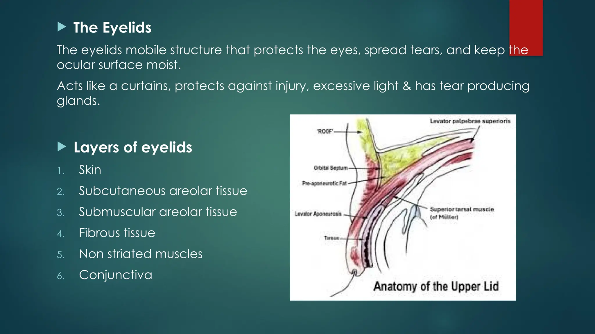  The Eyelids
The eyelids mobile structure that protects the eyes, spread tears, and keep the
ocular surface moist.
Acts like a curtains, protects against injury, excessive light & has tear producing
glands.
 Layers of eyelids
1. Skin
2. Subcutaneous areolar tissue
3. Submuscular areolar tissue
4. Fibrous tissue
5. Non striated muscles
6. Conjunctiva
 