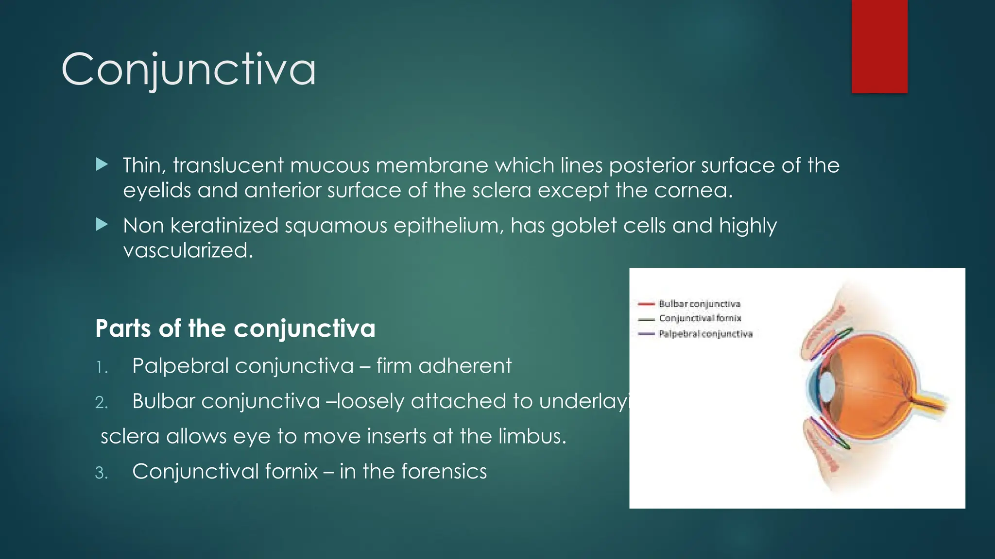 Conjunctiva
 Thin, translucent mucous membrane which lines posterior surface of the
eyelids and anterior surface of the sclera except the cornea.
 Non keratinized squamous epithelium, has goblet cells and highly
vascularized.
Parts of the conjunctiva
1. Palpebral conjunctiva – firm adherent
2. Bulbar conjunctiva –loosely attached to underlaying
sclera allows eye to move inserts at the limbus.
3. Conjunctival fornix – in the forensics
 