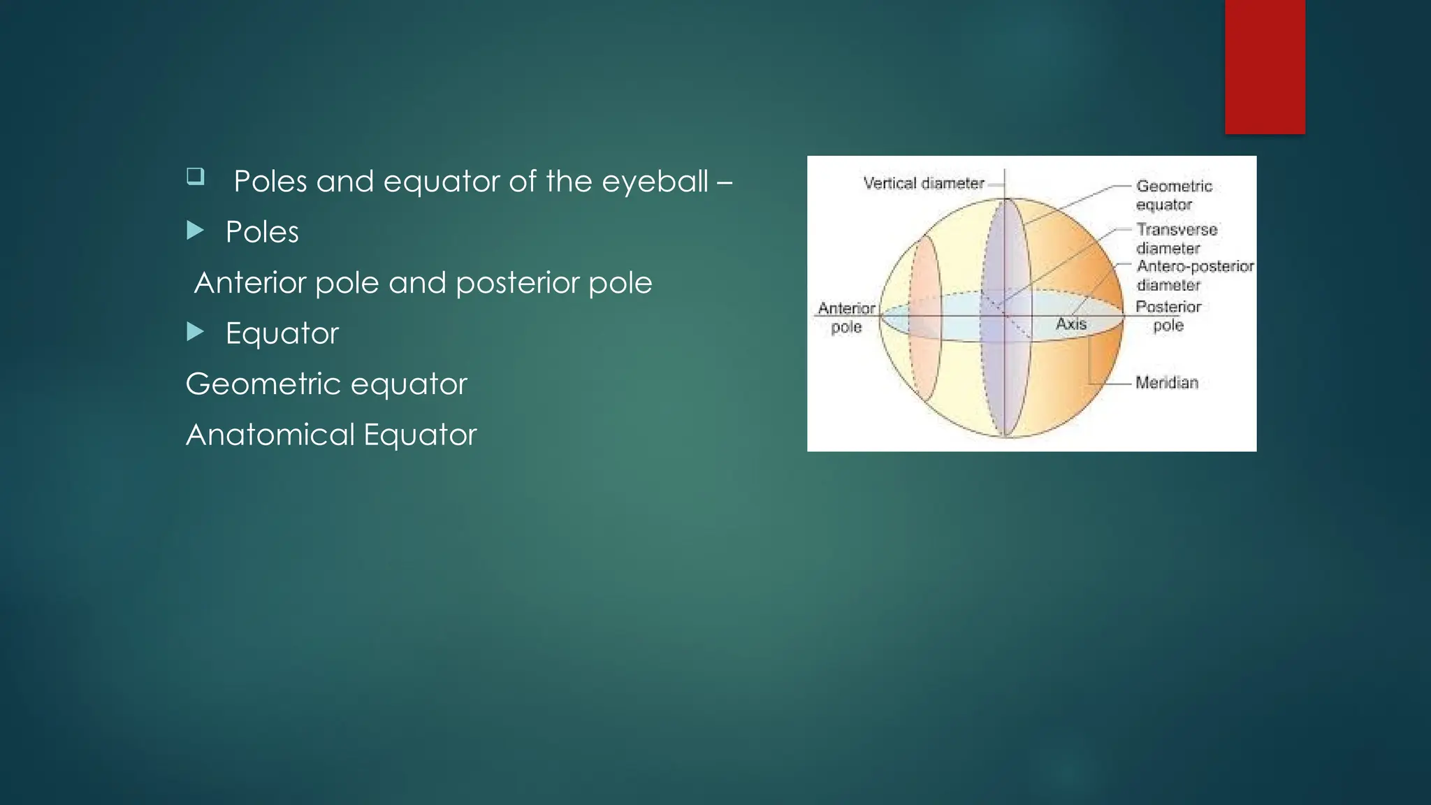  Poles and equator of the eyeball –
 Poles
Anterior pole and posterior pole
 Equator
Geometric equator
Anatomical Equator
 