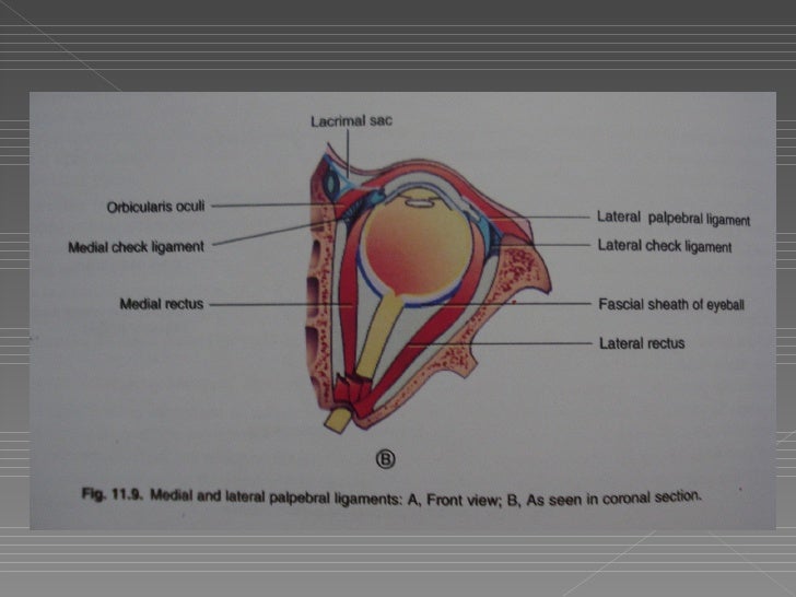 Anatomy Of The Eyelids