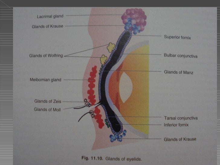 Anatomy Of The Eyelids