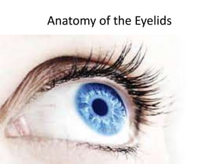 Anatomy of the Eyelids
 