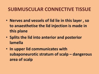Anatomy of the eyelids | PPTX