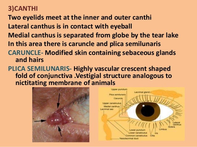 Anatomy of the eyelids