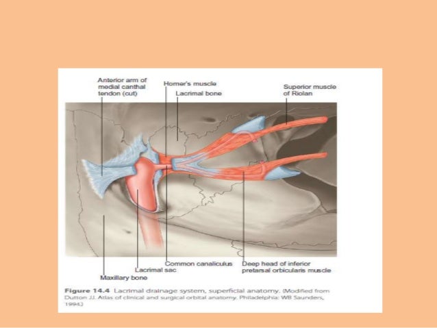 Anatomy of the eyelids