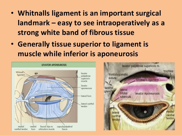 Anatomy of the eyelids