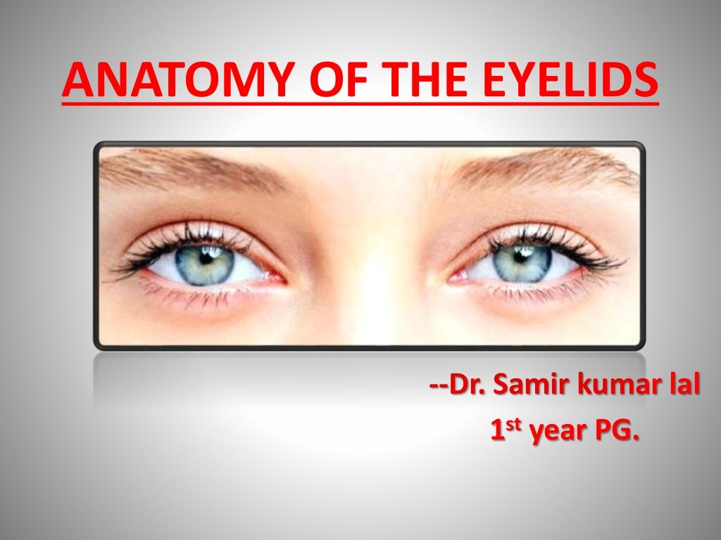 Anatomy of the eyelids.