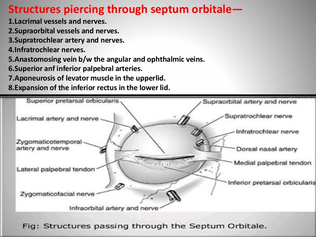 Anatomy of the eyelids.