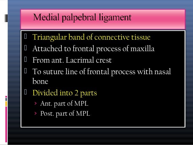 Anatomy of the eyelids