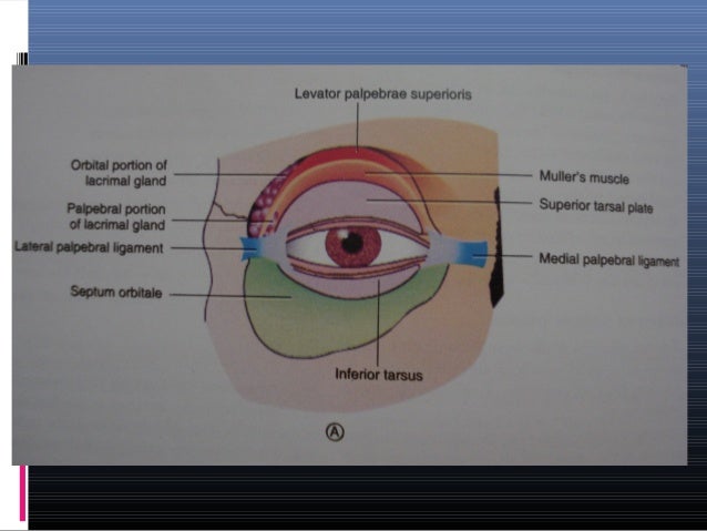 Anatomy of the eyelids