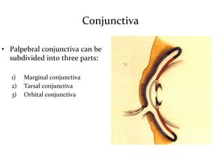 Anatomy of the eyelids | PPTX