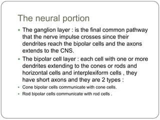 Anatomy of the eye presentation | PPTX