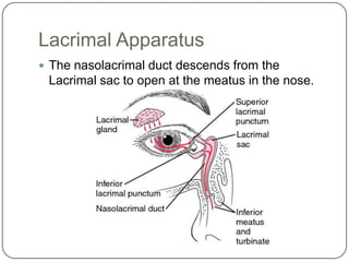 Anatomy of the eye presentation | PPTX