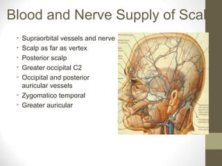 Blood and Nerve Supply of Scalp
• Supraorbital vessels and nerve
• Scalp as far as vertex
• Posterior scalp
• Greater occipital C2
• Occipital and posterior
auricular vessels
• Zygomatico temporal
• Greater auricular
 