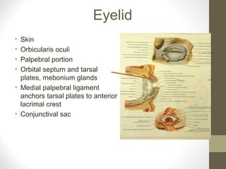Eyelid
• Skin
• Orbicularis oculi
• Palpebral portion
• Orbital septum and tarsal
plates, mebonium glands
• Medial palpebral ligament
anchors tarsal plates to anterior
lacrimal crest
• Conjunctival sac
 