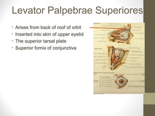 Levator Palpebrae Superiores
• Arises from back of roof of orbit
• Inserted into skin of upper eyelid
• The superior tarsal plate
• Superior fornix of conjunctiva
 