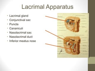 Lacrimal Apparatus
• Lacrimal gland
• Conjunctival sac
• Puncta
• Cananiculi
• Nasolacrimal sac
• Nasolacrimal duct
• Inferior meatus nose
 