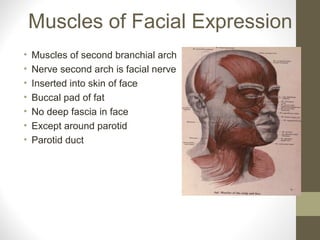Muscles of Facial Expression
• Muscles of second branchial arch
• Nerve second arch is facial nerve
• Inserted into skin of face
• Buccal pad of fat
• No deep fascia in face
• Except around parotid
• Parotid duct
 
