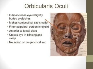 Orbicularis Oculi
• Orbital closes eyelid tightly,
buries eyelashes
• Makes conjunctival sac smaller
• Finer palpebral portion in eyelid
• Anterior to tarsal plate
• Closes eye in blinking and
sleep
• No action on conjunctival sac
 