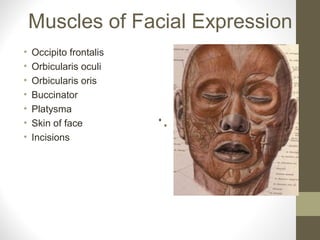 Muscles of Facial Expression
• Occipito frontalis
• Orbicularis oculi
• Orbicularis oris
• Buccinator
• Platysma
• Skin of face
• Incisions
 