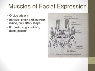 Muscles of Facial Expression
• Orbicularis oris
• Intrinsic: origin and insertion
inside, only alters shape
• Extrinsic: origin outside,
alters position
 