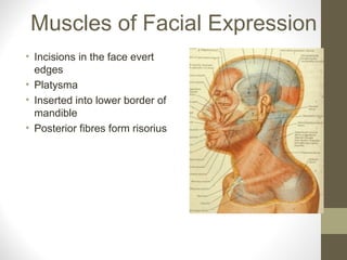 Muscles of Facial Expression
• Incisions in the face evert
edges
• Platysma
• Inserted into lower border of
mandible
• Posterior fibres form risorius
 