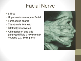 Facial Nerve
• Stroke
• Upper motor neurone of facial
• Forehead is spared
• Can wrinkle forehead
• Bilaterally innervated
• All muscles of one side
paralysed if it is a lower motor
neurone e.g. Bell’s palsy
 