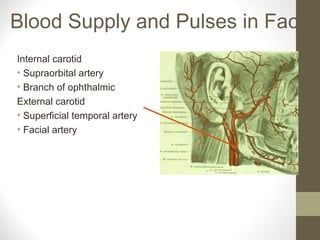 Blood Supply and Pulses in Face
Internal carotid
• Supraorbital artery
• Branch of ophthalmic
External carotid
• Superficial temporal artery
• Facial artery
 