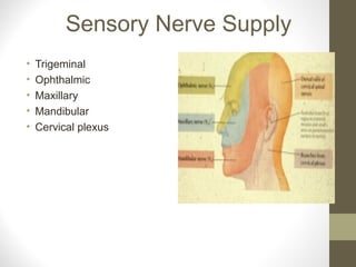 Sensory Nerve Supply
• Trigeminal
• Ophthalmic
• Maxillary
• Mandibular
• Cervical plexus
 