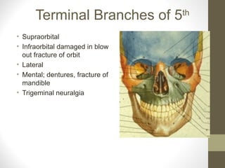 Terminal Branches of 5th
• Supraorbital
• Infraorbital damaged in blow
out fracture of orbit
• Lateral
• Mental; dentures, fracture of
mandible
• Trigeminal neuralgia
 