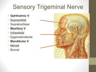 Sensory Trigeminal Nerve
• Ophthalmic V
• Supraorbital
• Supratrochlear
• Maxillary V
• Infraorbital
• Zygomaticofacial
• Mandibular V
• Mental
• Buccal
 