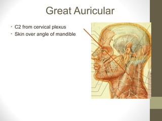 Great Auricular
• C2 from cervical plexus
• Skin over angle of mandible
 