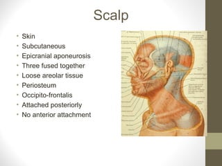 Scalp
• Skin
• Subcutaneous
• Epicranial aponeurosis
• Three fused together
• Loose areolar tissue
• Periosteum
• Occipito-frontalis
• Attached posteriorly
• No anterior attachment
 
