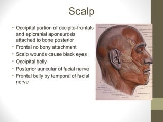 Scalp
• Occipital portion of occipito-frontals
and epicranial aponeurosis
attached to bone posterior
• Frontal no bony attachment
• Scalp wounds cause black eyes
• Occipital belly
• Posterior auricular of facial nerve
• Frontal belly by temporal of facial
nerve
 