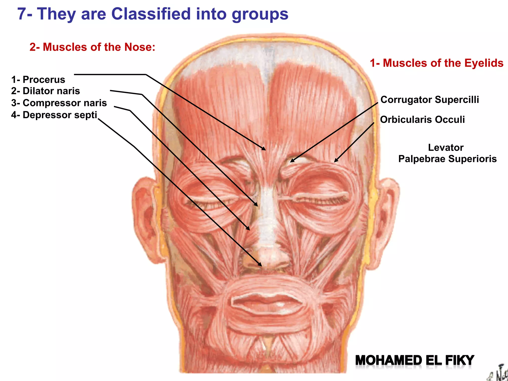 Anatomy of the face face | PDF