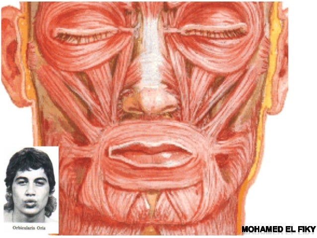 anatomy of the face face facial anatomy
