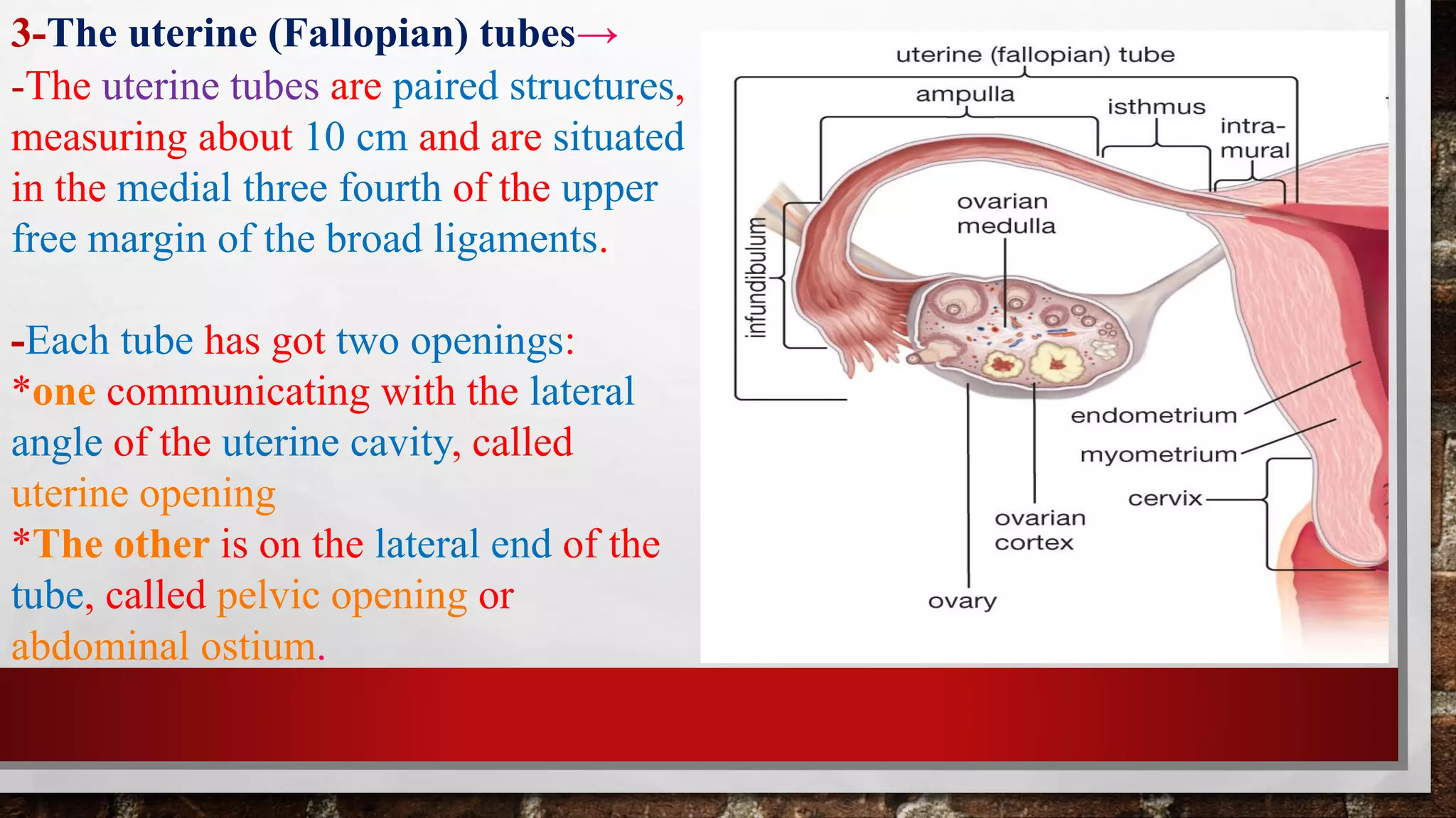 Anatomy of the female pelvis and reproductive system... | PDF