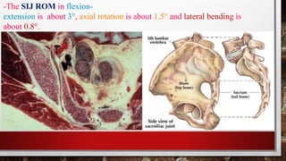 Sij Internal Rotation Anatomy of the female pelvis and reproductive system... | PDF