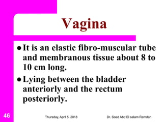 Anatomy of the female reproductive system | PDF