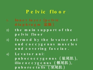 Pelvic floor <ul><li>Inner layer (pelvic diaphragm  盆膈 ) </li></ul><ul><li>the main support of the pelvic floor </li></ul>...